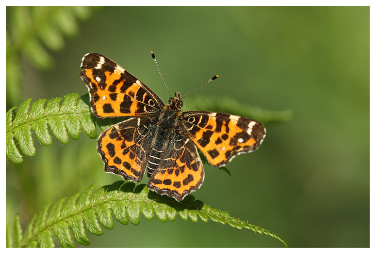 Araschnia levana