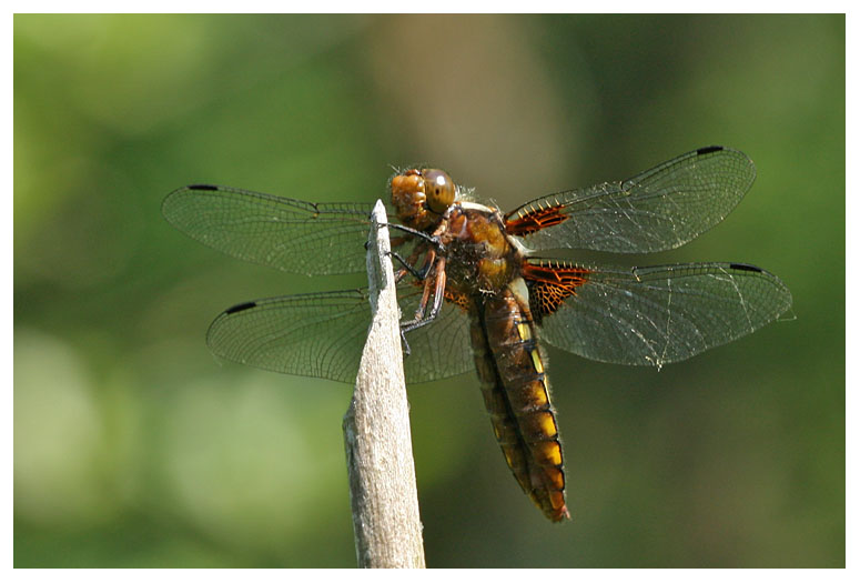 Libellula depressa (female)