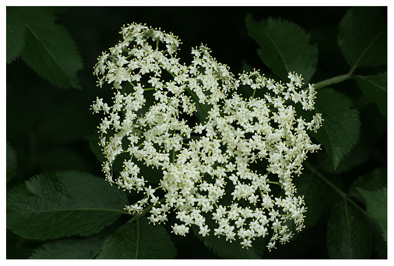 Sambucus nigra