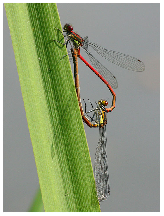 Pyrrhosoma nymphula