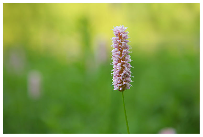 Polygonum bistorta