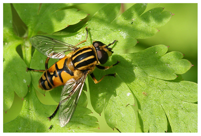 Helophilus pendulus