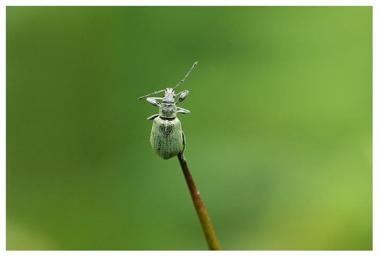 Phyllobius sp.