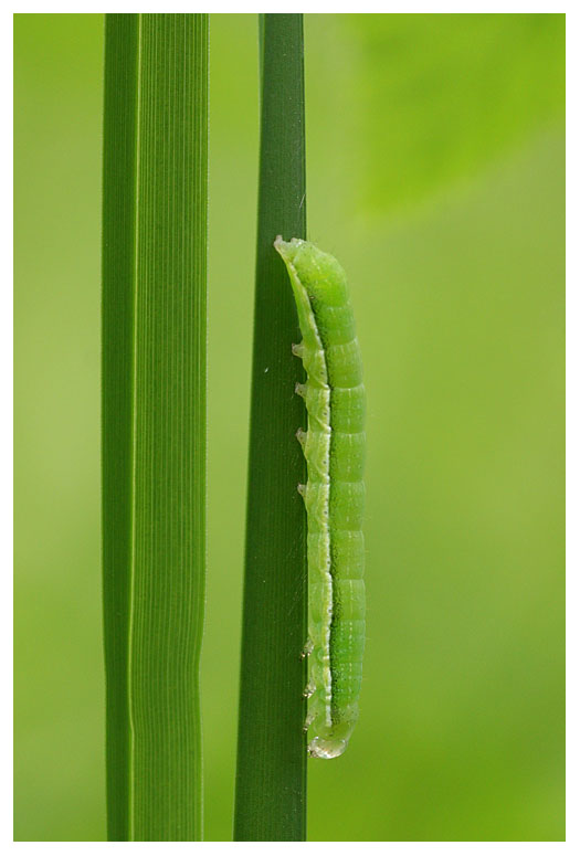 Phlogophora meticulosa