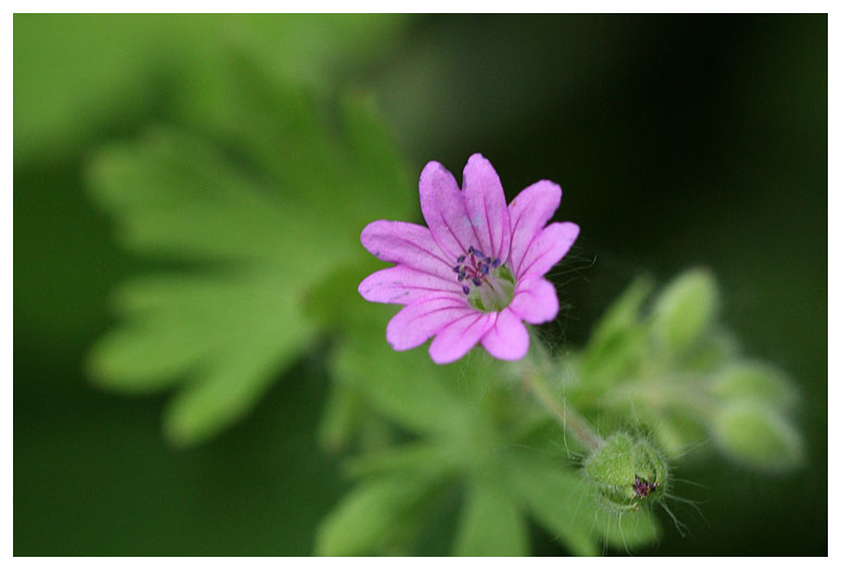 Geranium molle