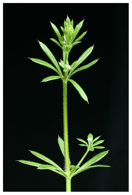 Galium aparine