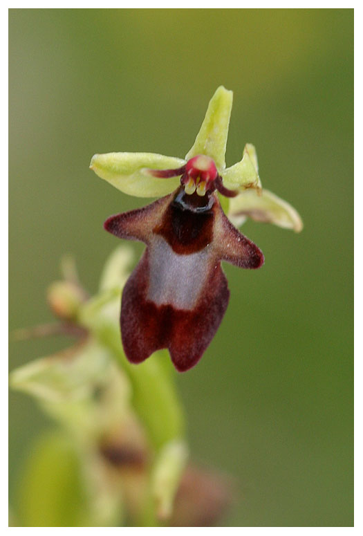 Ophrys insectifera