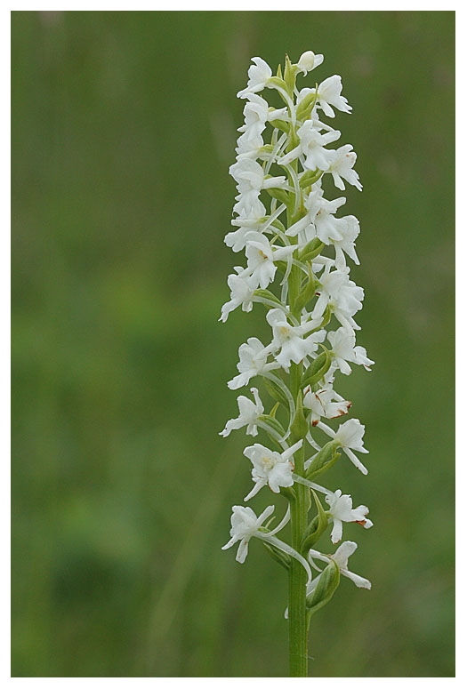 Gymnadenia conopsea