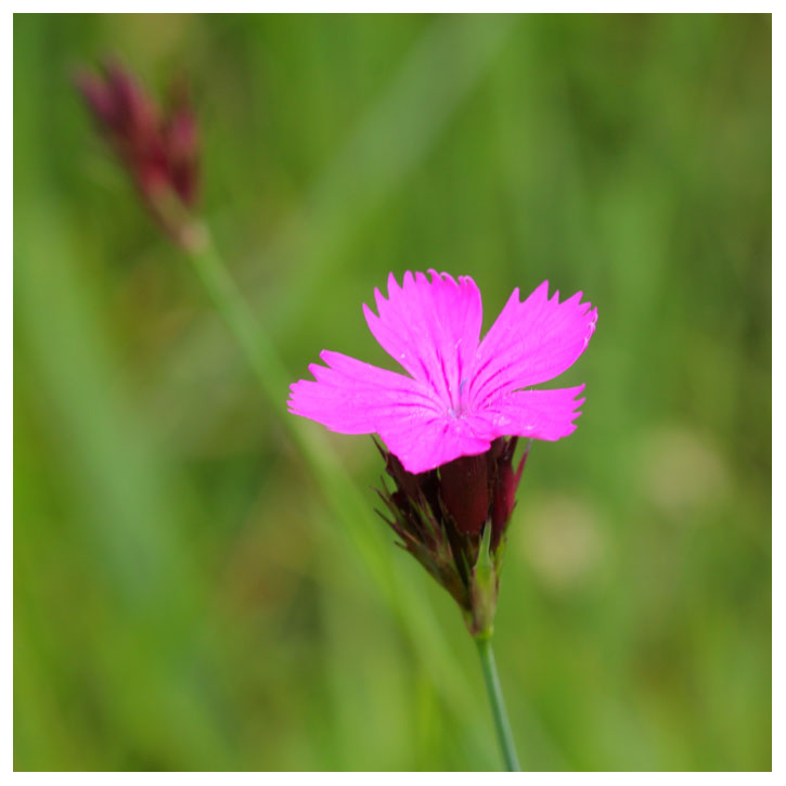 Dianthus carthusianorum