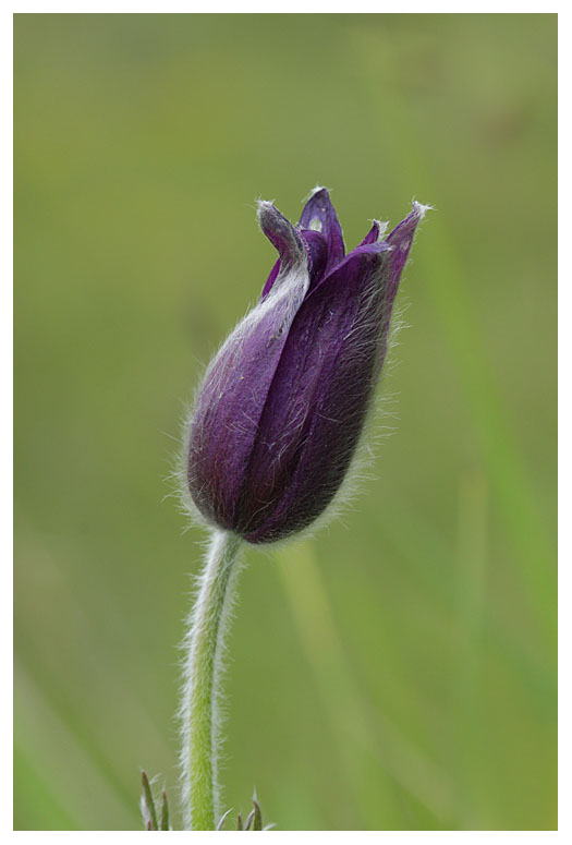 Pulsatilla vulgaris
