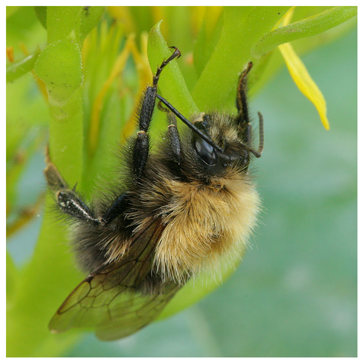 Bombus pascuorum