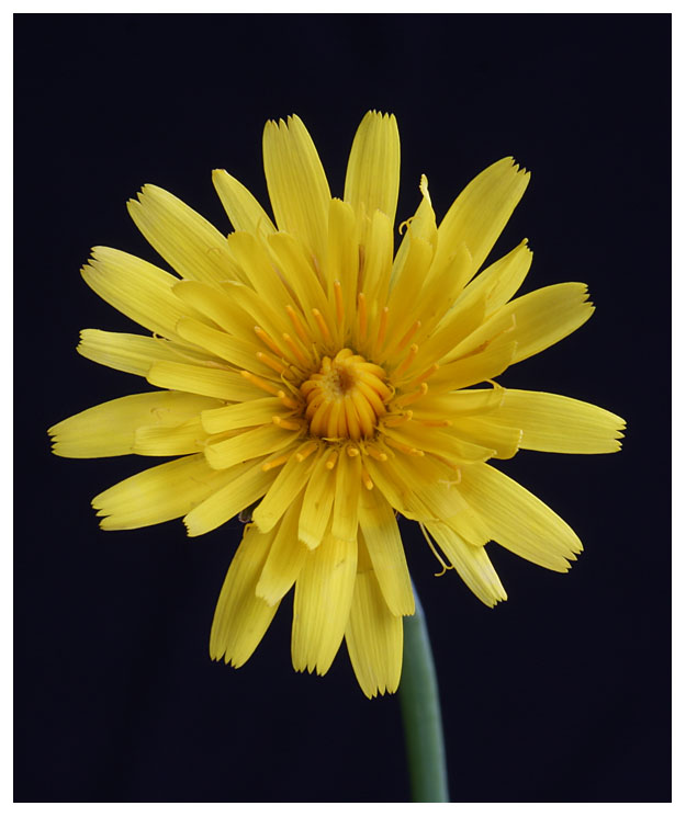 Hypochoeris radicata