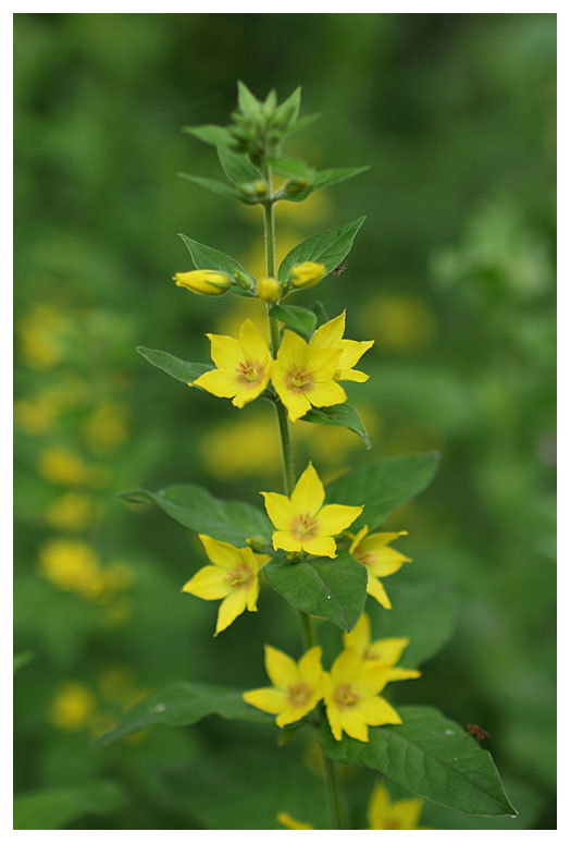 Lysimachia punctata