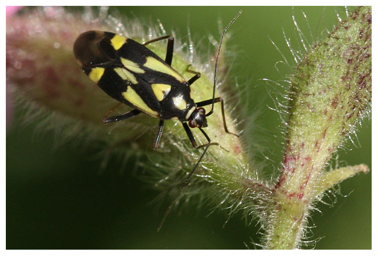 Miridae sp.