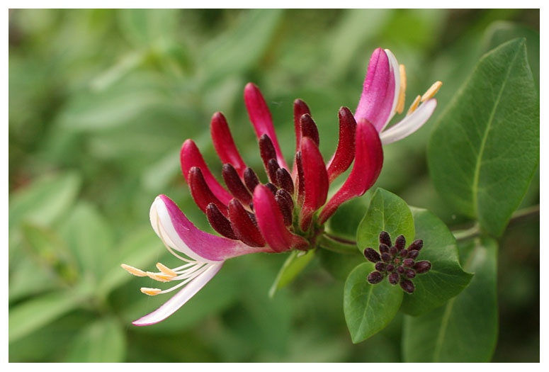 Lonicera