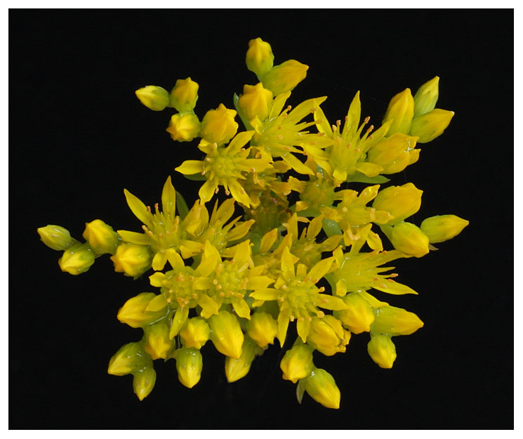 Sedum rupestre