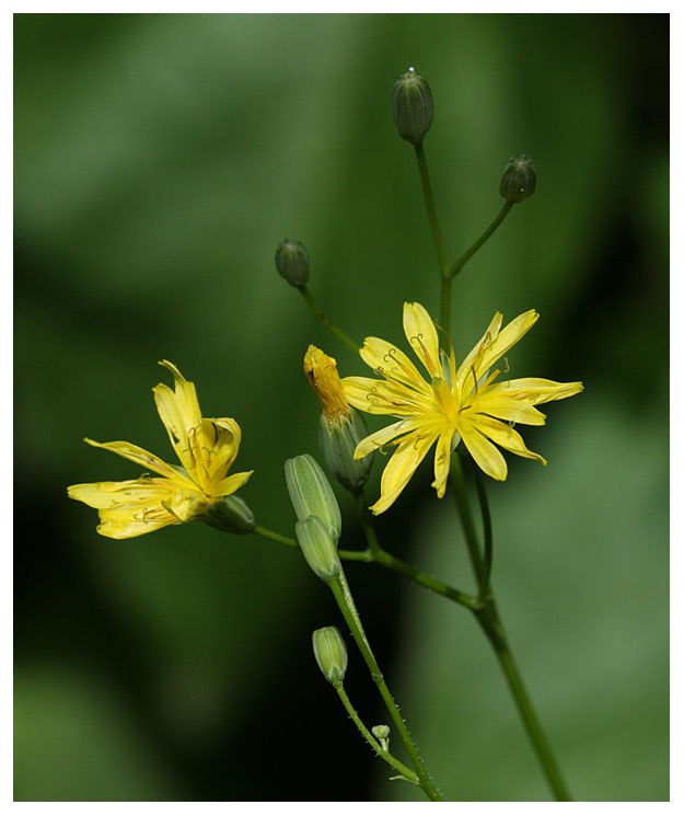 Lapsana communis