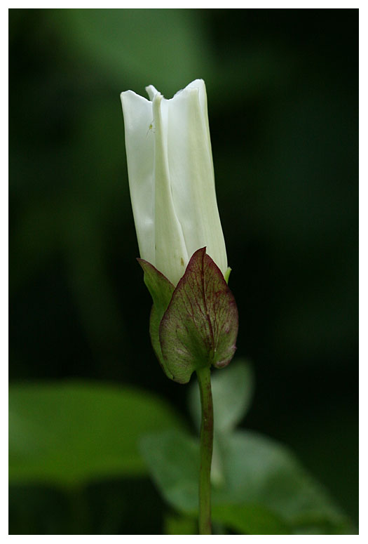 Calystegia sepium