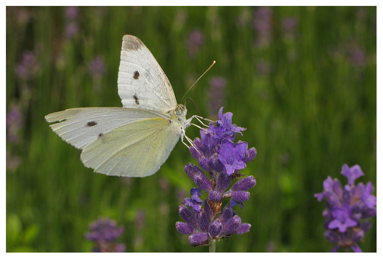 Pieris rapae
