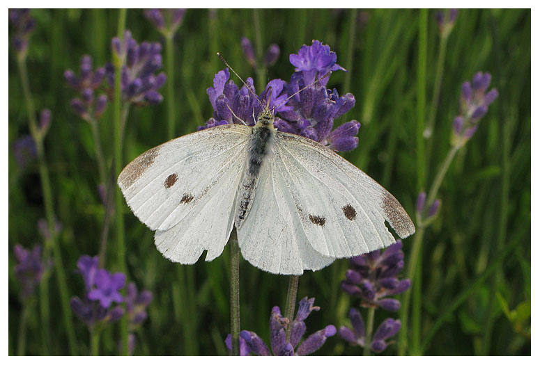Pieris rapae