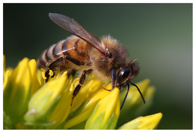 Apis mellifera