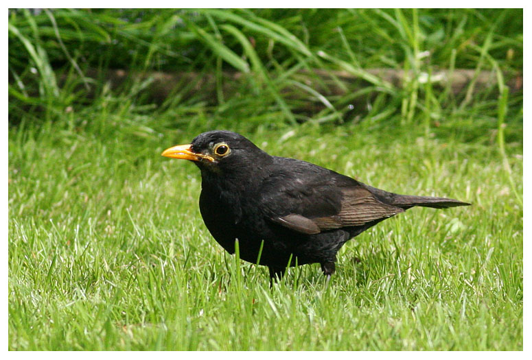 Blackbird