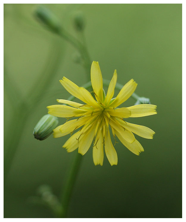 Lapsana communis
