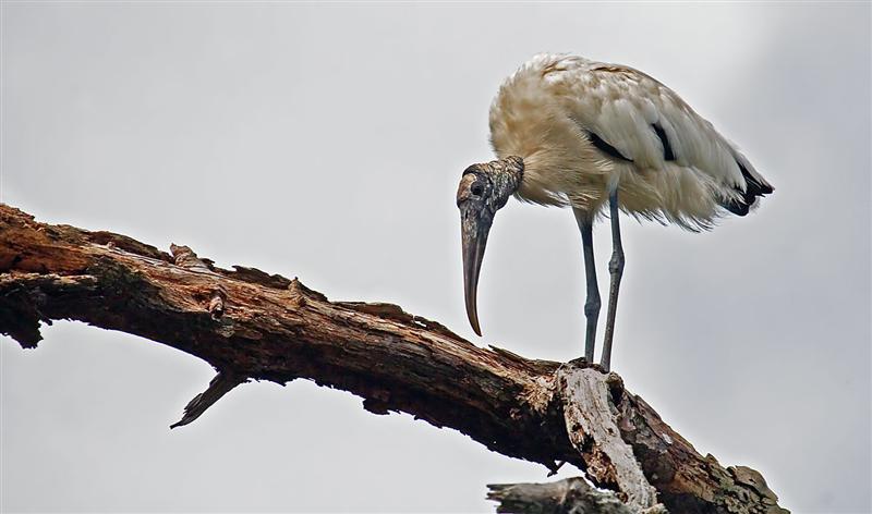 Wood Stork, Florida