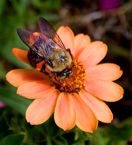 Bee, Tennessee