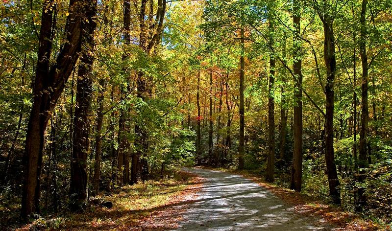Rich Mountain Road