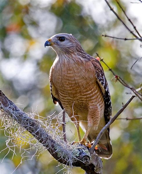  Red Shouldered Hawk, Florida