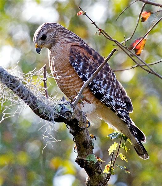Red Shouldered Hawk, Florida