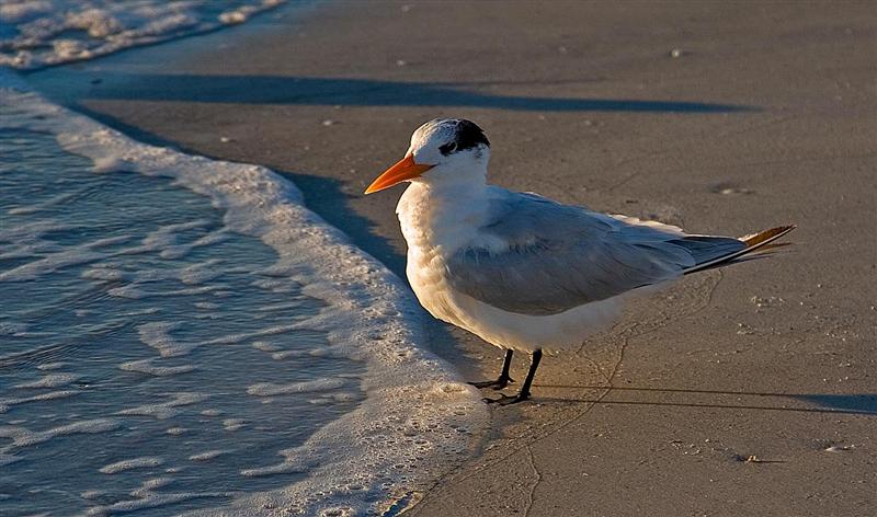 Royal Tern (Juvenile), Florida
