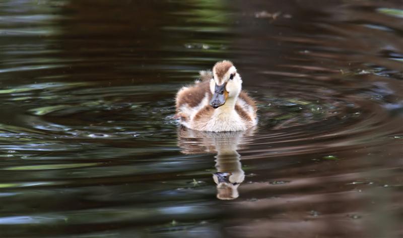 Mallard Duckling, Florida