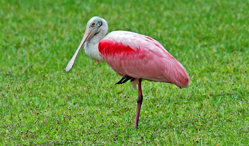 Roseate Spoonbill, Florida