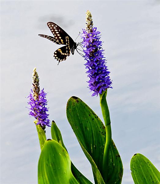 Butterfly On Pickerel Weed, Florida