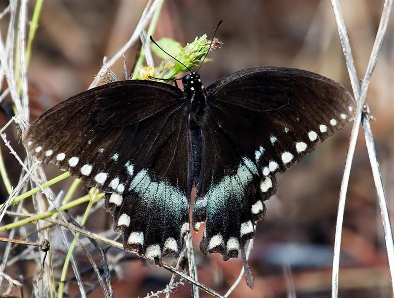 Butterfly, Florida