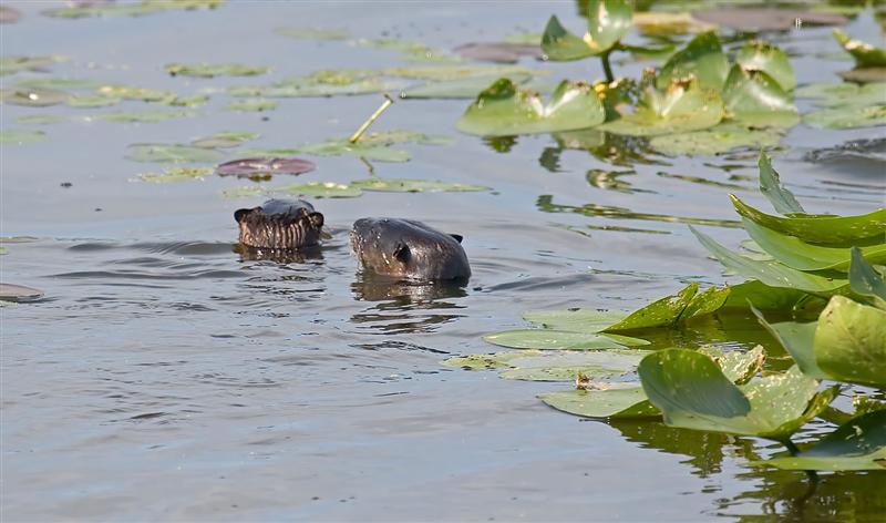 River Otter, Florida