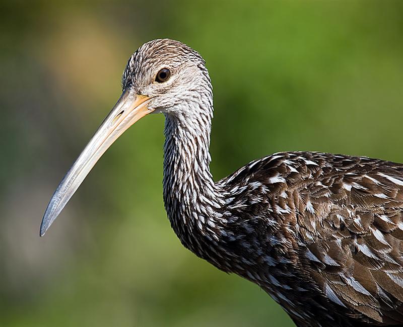 Limpkin, Florida