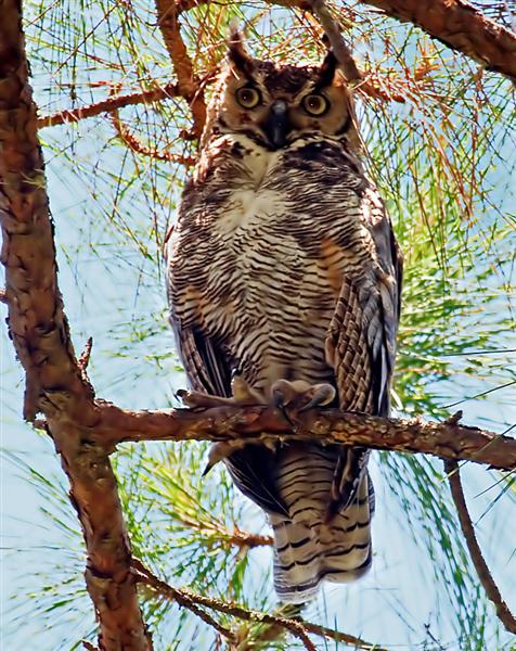 Great Horned Owl, Florida