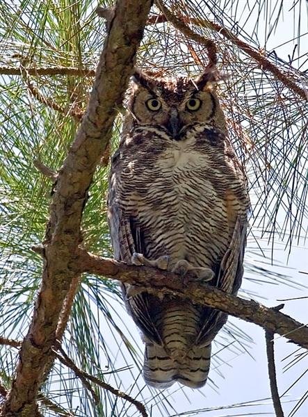 Great Horned Owl, Florida