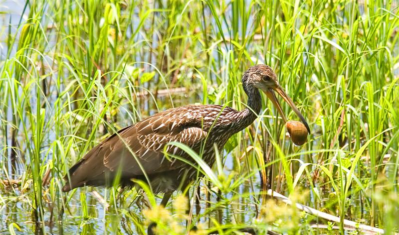 Limpkin, Florida