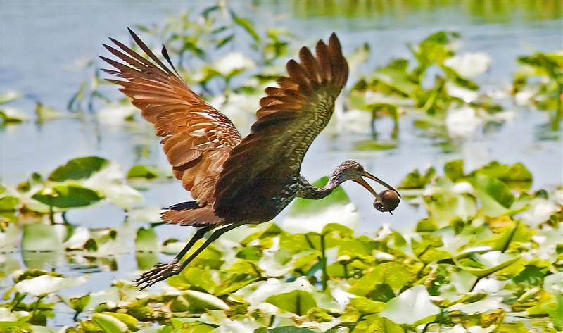 Limpkin, Florida
