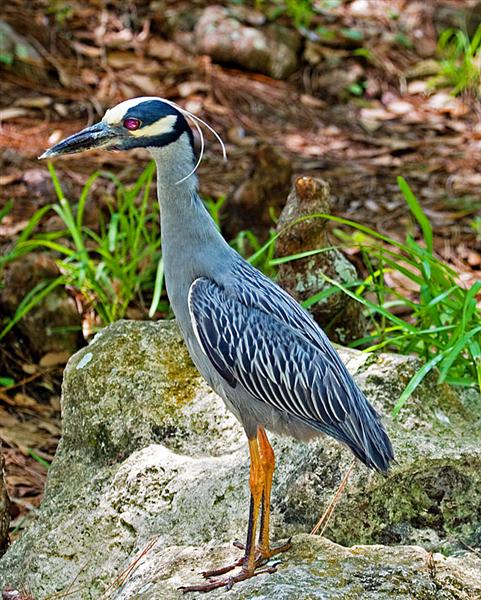Yellow Crowned Night Heron, Florida