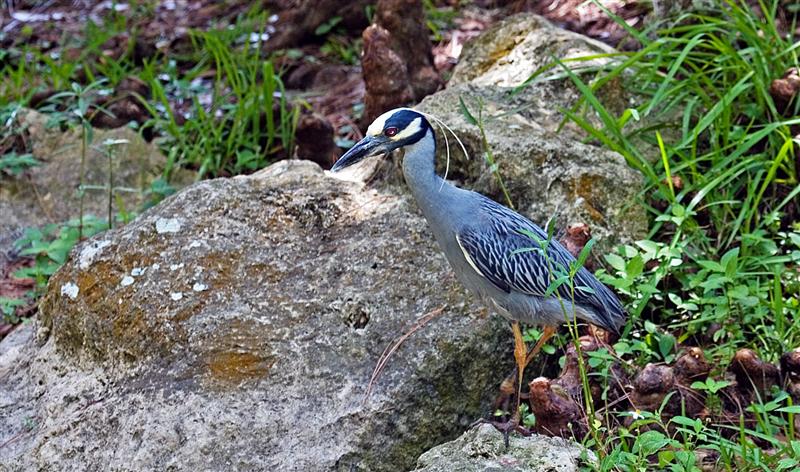 Yellow Crowned Night Heron, Florida