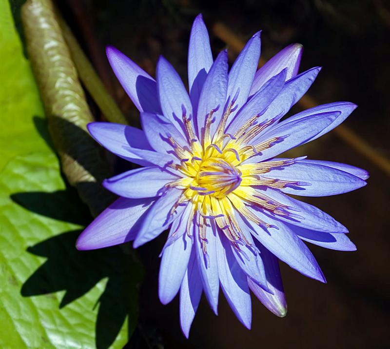 Florida Botanical Gardens