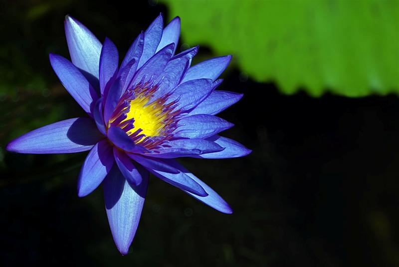 Florida Botanical Gardens