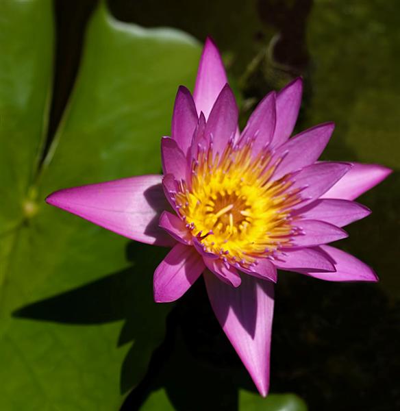 Florida Botanical Gardens