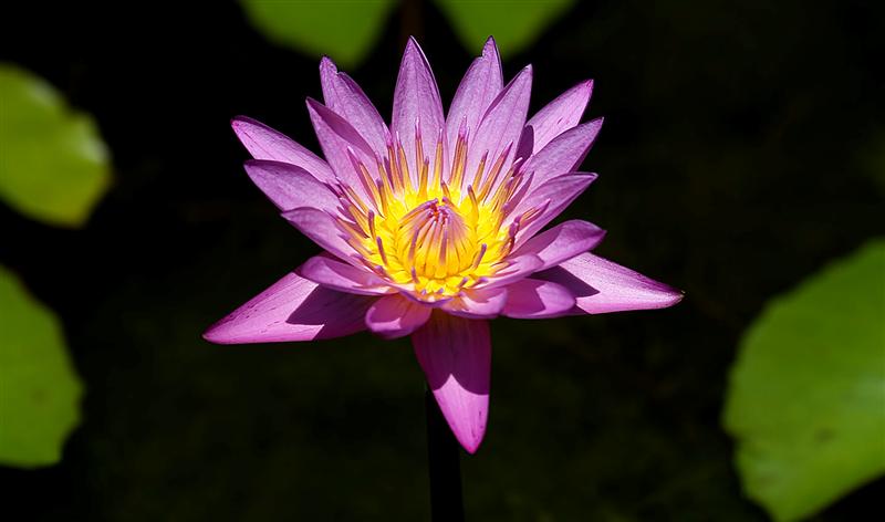 Florida Botanical Gardens