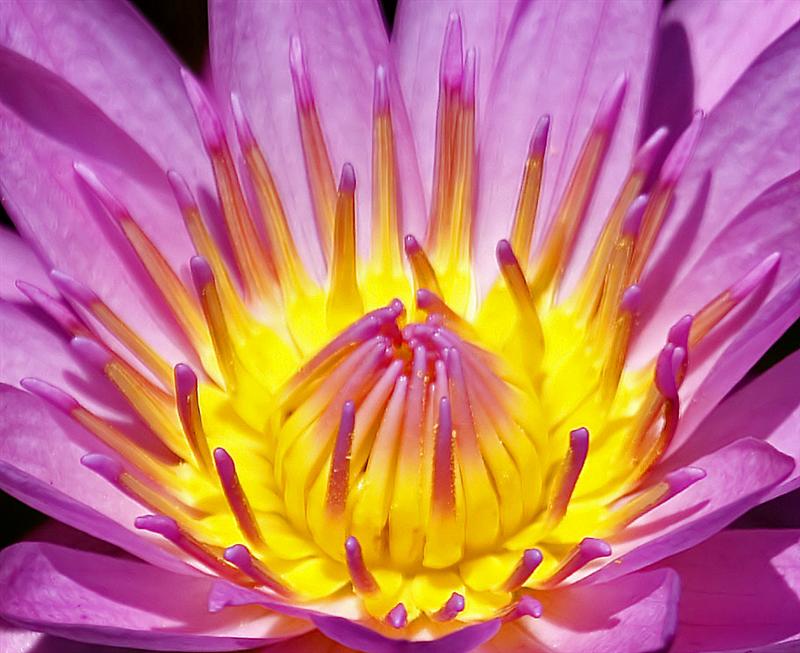 Florida Botanical Gardens